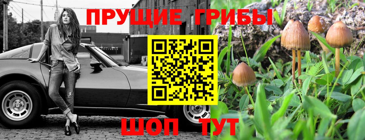 Галлюциногенные грибы Psilocybe Сорочинск